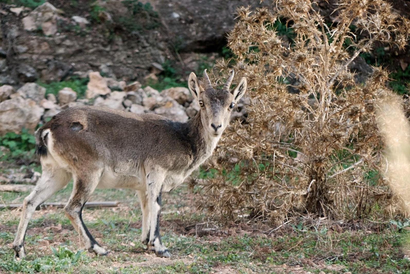 Casa Rural Celia Con Escape Room Aýna Dış mekan fotoğraf